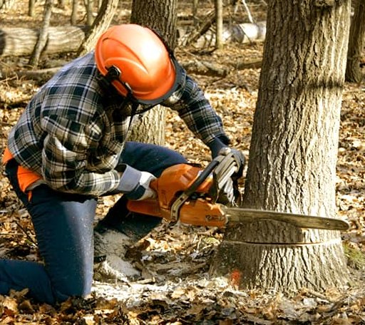 Tree Removal in Custar, OH
